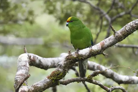 Yellow-crowned Parakeet