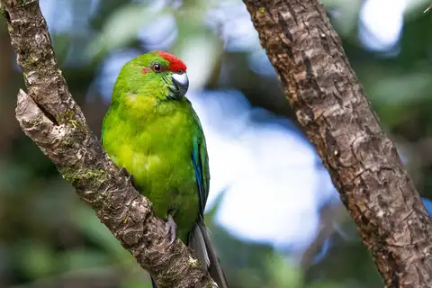 Norfolk Parakeet
