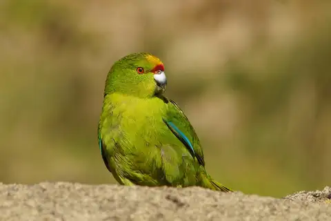Chatham Islands Parakeet