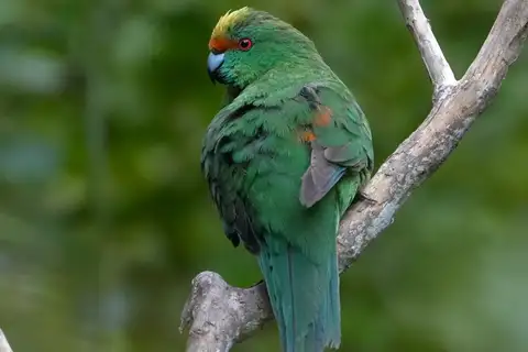Malherbe's Parakeet