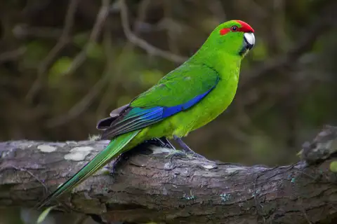 Red-crowned Parakeet