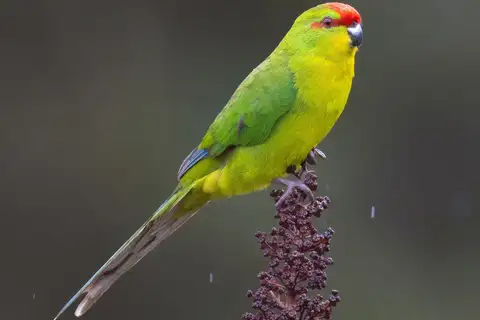 New Caledonian Parakeet