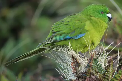 Antipodes Parakeet