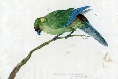 Black-fronted Parakeet