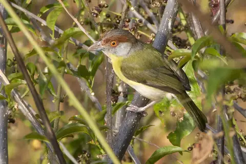 Rufous-browed Peppershrike