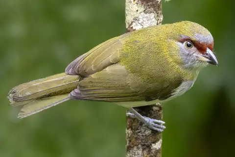 Black-billed Peppershrike