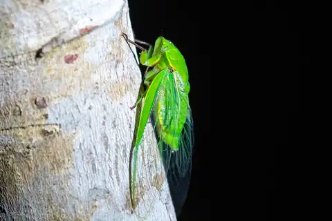 Northern Greengrocer