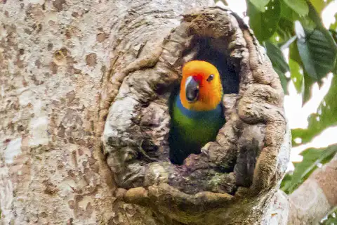 Large Fig Parrot