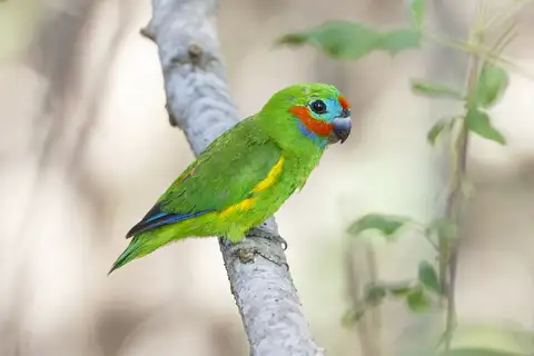 Double-eyed Fig Parrot