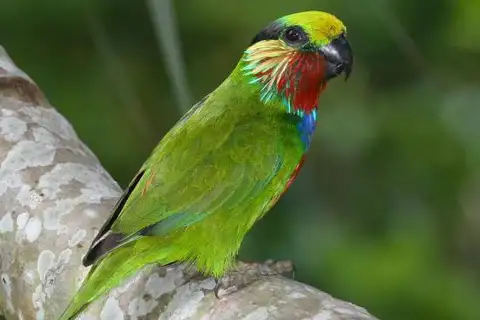 Edwards's Fig Parrot