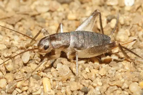 Saussure's Scaly Cricket