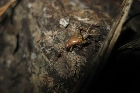 Two-Toothed Scaly Cricket