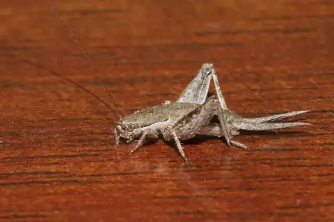 syncopated scaly cricket