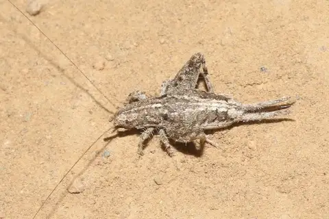 Distinctive scaly cricket