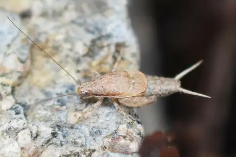 Reluctant Scaly Cricket