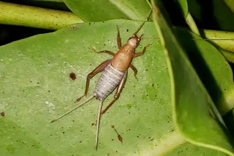 Spectacular Scaly Cricket