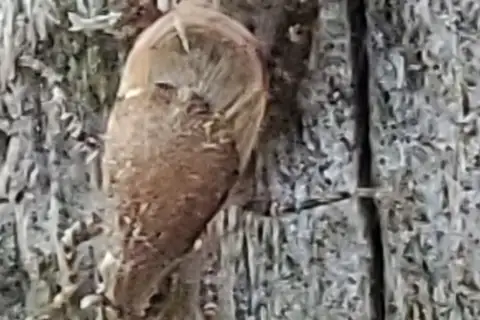 Scudder's scaly cricket