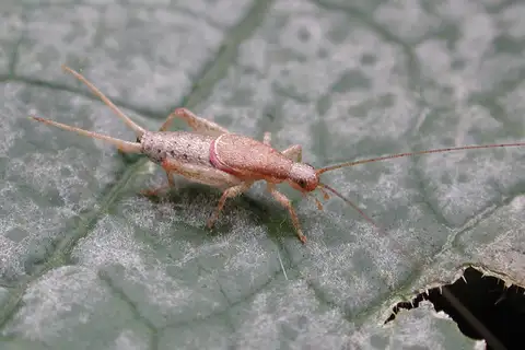 Forest Scaly Cricket