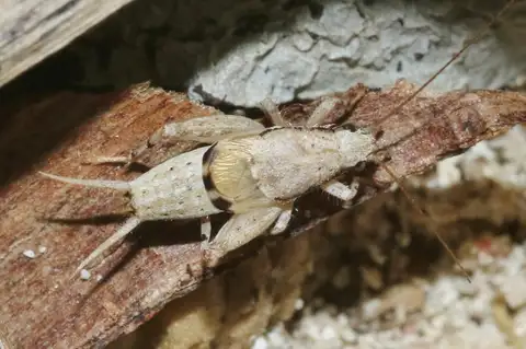 Zebra Scaly Cricket