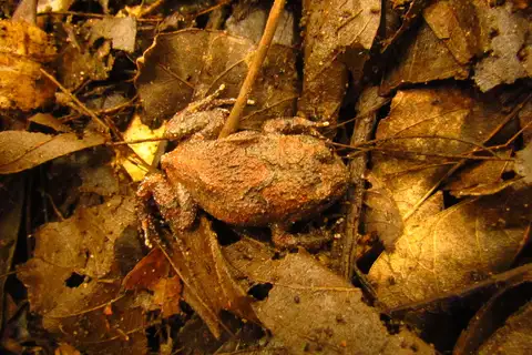 Blumenau Button Frog