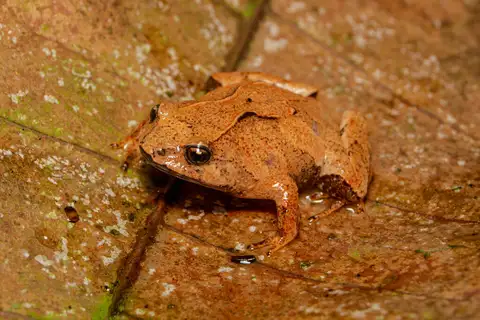 Rio Bug-eyed Frog
