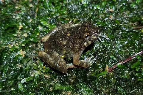 Heyer's Button Frog