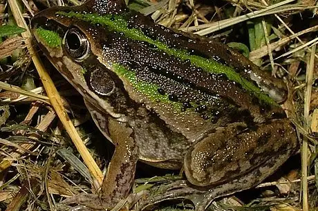 Striped Burrowing Frog