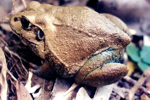 Giant Burrowing Frog