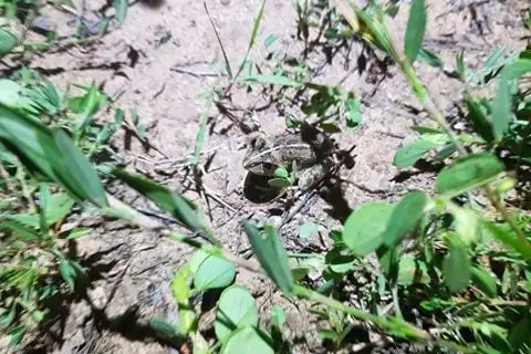 Short-footed Frog