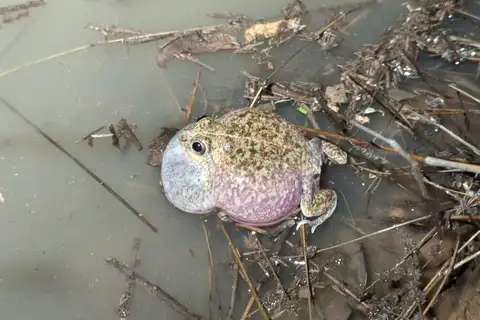 Hidden-ear Frog