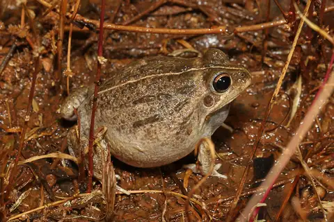 Knife-footed Frog