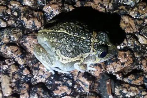 Long-footed Frog