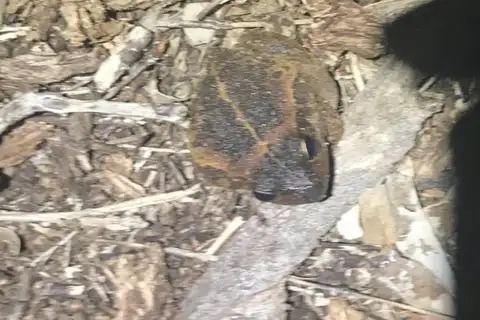 Daly Waters Frog