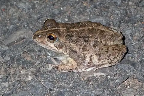 Small Frog
