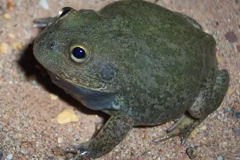 Eastern Water-holding Frog