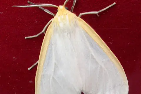 Delicate Cycnia Moth