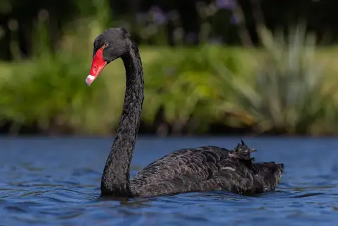 Black Swan