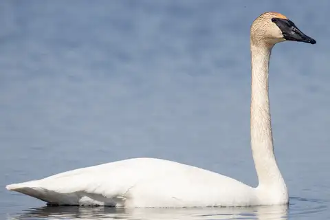 Trumpeter Swan