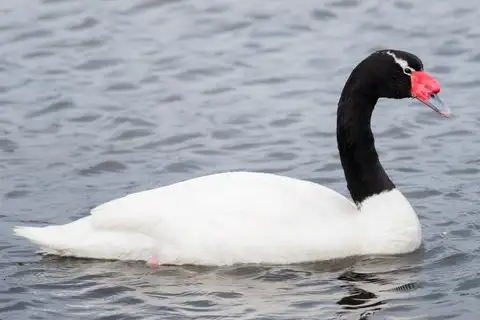 Black-necked Swan