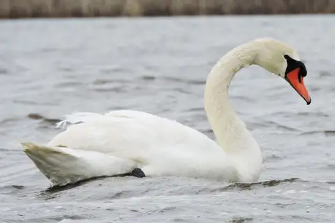 Mute Swan