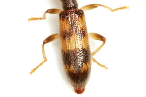 Cymatodera undulata