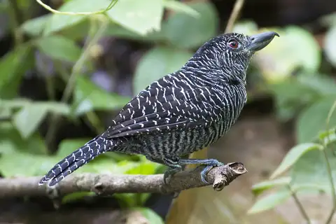 Fasciated Antshrike
