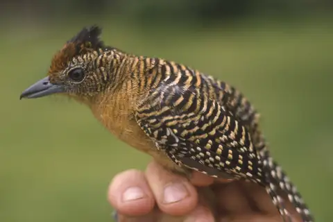 Bamboo Antshrike