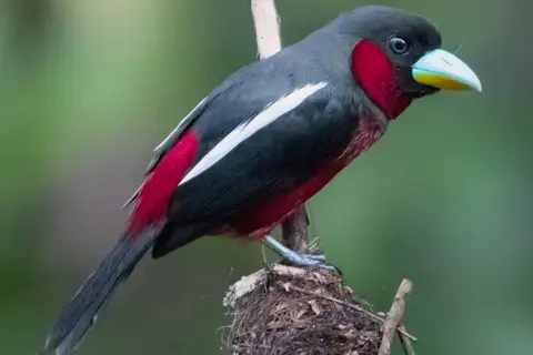 Black-and-red Broadbill