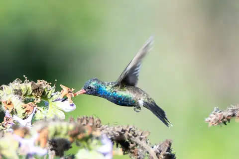 Turquoise-crowned Hummingbird