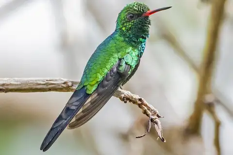 Cozumel Emerald