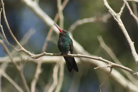 Tres Marias Hummingbird