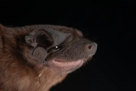 greenhall's dog-faced bat