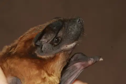 Thomas's Dog-faced Bat