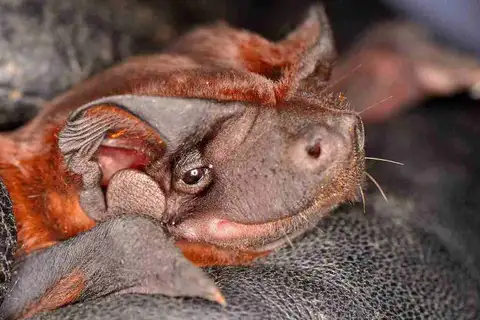 Mexican Dog-faced Bat